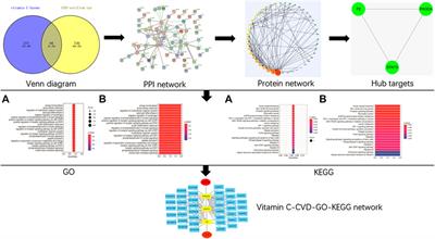 Targets of Vitamin C With Therapeutic Potential for Cardiovascular Disease and Underlying Mechanisms: A Study of Network Pharmacology